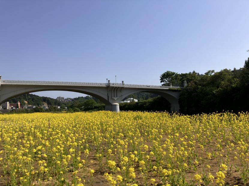 菜の花畑