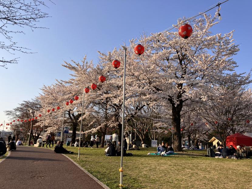 桜