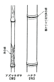 画像/ササとタケのイラスト