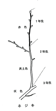 画像/枝の解説イラスト