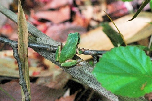 画像/アマガエル