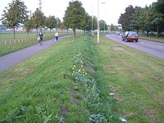 画像/イギリスの芝生