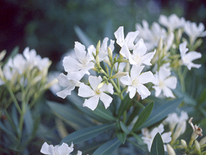 画像/キョウチクトウの花