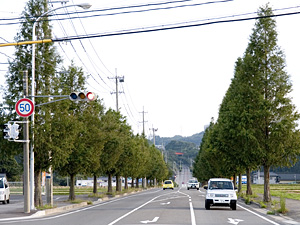 画像/メタセコイアの並木道