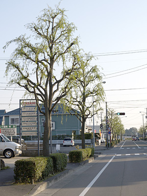 画像/シダレヤナギの木