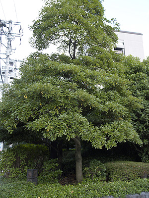 画像/タブノキの木