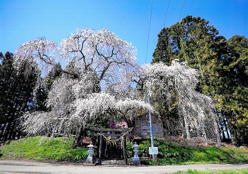 伝統の桜