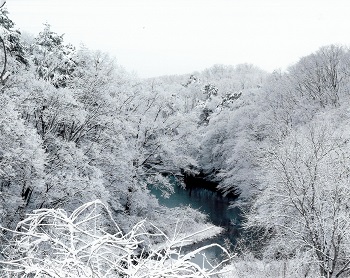 雪桜