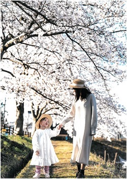 桜のトンネル