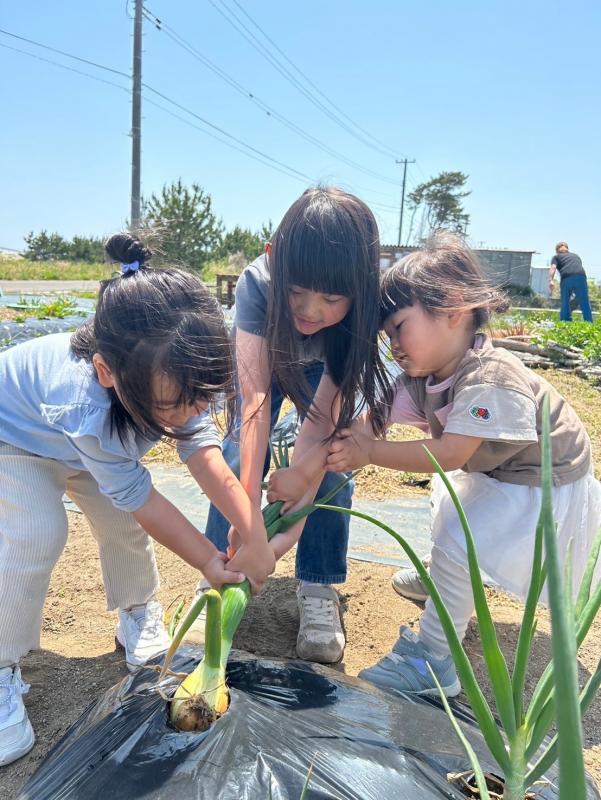 こどもたちが野菜を収穫している写真