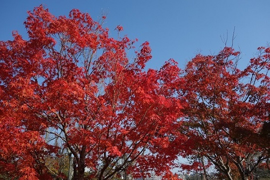 画像／秋の館庭3