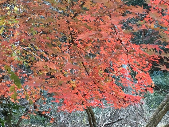 酒造屋敷跡付近の紅葉4