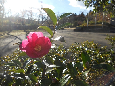 画像／日差しに咲く花