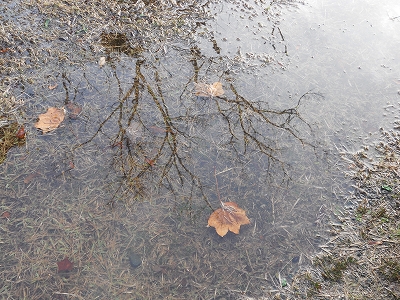 画像／落ち葉と三の丸土塁の木立