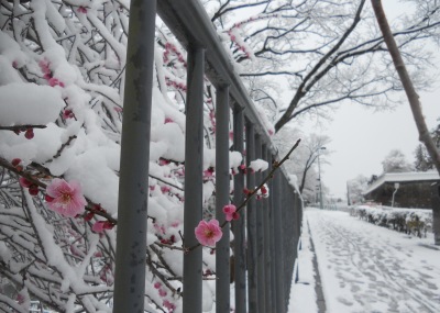 画像／五色沼と雪1