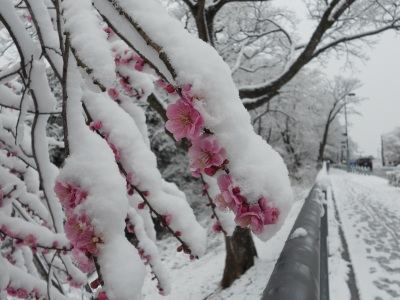 画像／五色沼と雪2