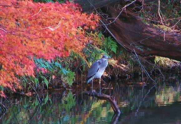 紅葉の中で