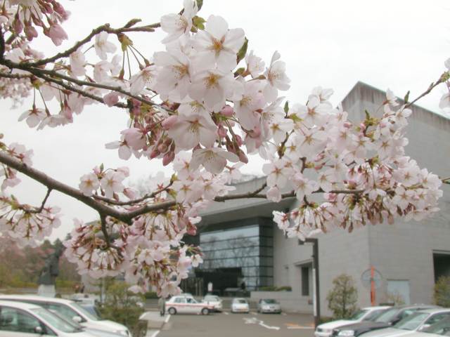 桜