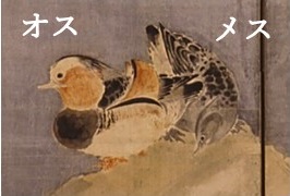 画像／花鳥図屏風（おしどり）