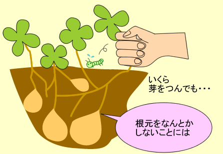 いくら芽をつんでも…根元をなんとかしないことには