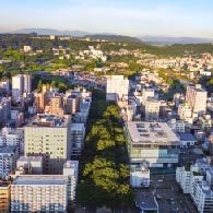 定禅寺通のケヤキ並木