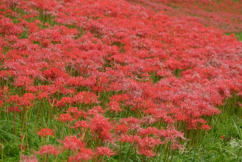 七北田川友愛地区土手のヒガンバナの情景