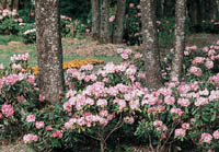 秋保大滝植物園内のシャクナゲの写真