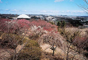 長命館の頂きから見た風景