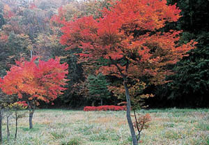 色彩かに染まる紅葉の写真