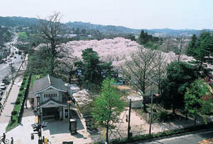 春の公園の写真