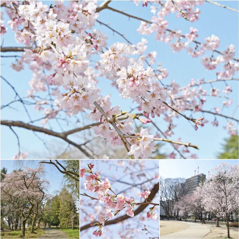 仙台の桜の写真