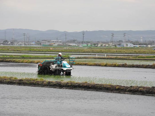 若林区長喜城での田植え1