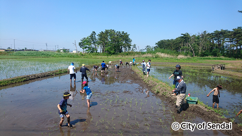 新浜地区田植えイベント