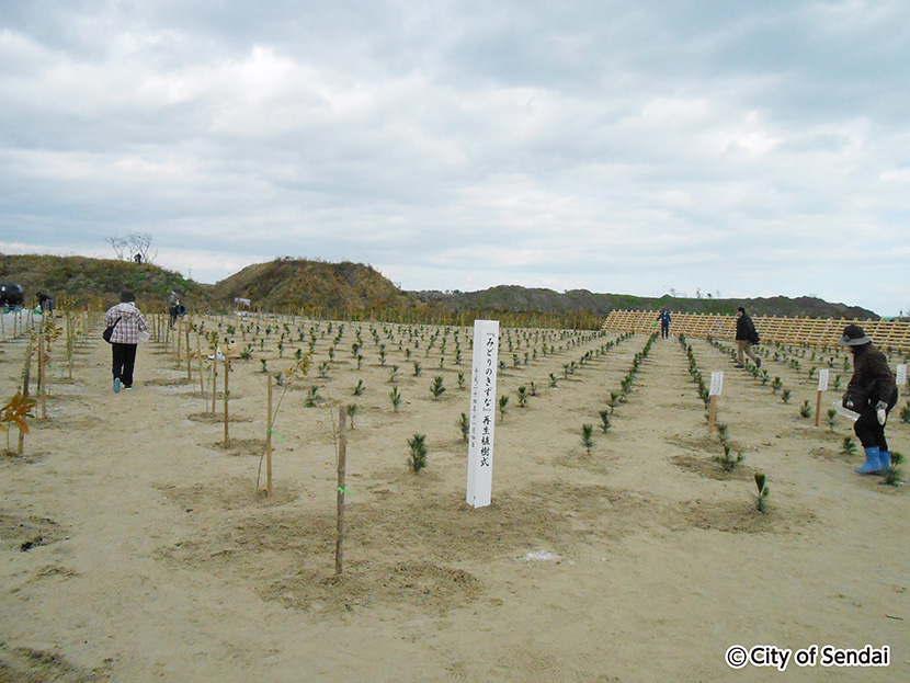 画像：津波で流失した海岸防災林の再生に向け、荒浜の国有林で行われた「みどりのきずな」再生プロジェクト