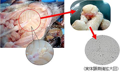 アンコウのおなかに見られるツブツブした部位の写真