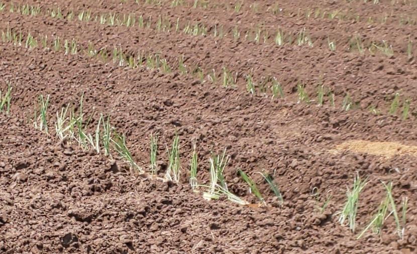 畑に定植された太白太ねぎ苗の様子