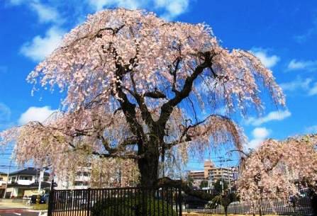 若林区役所前のシダレザクラの写真