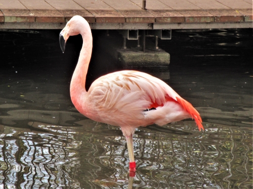 動物紹介　チリーフラミンゴ