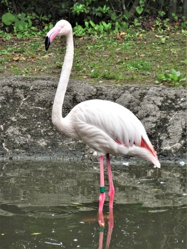 動物紹介　ヨーロッパフラミンゴ