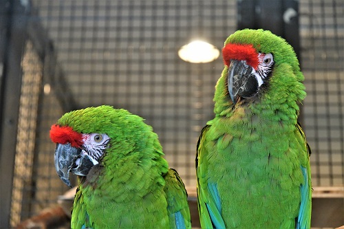 ミドリコンゴウインコ2