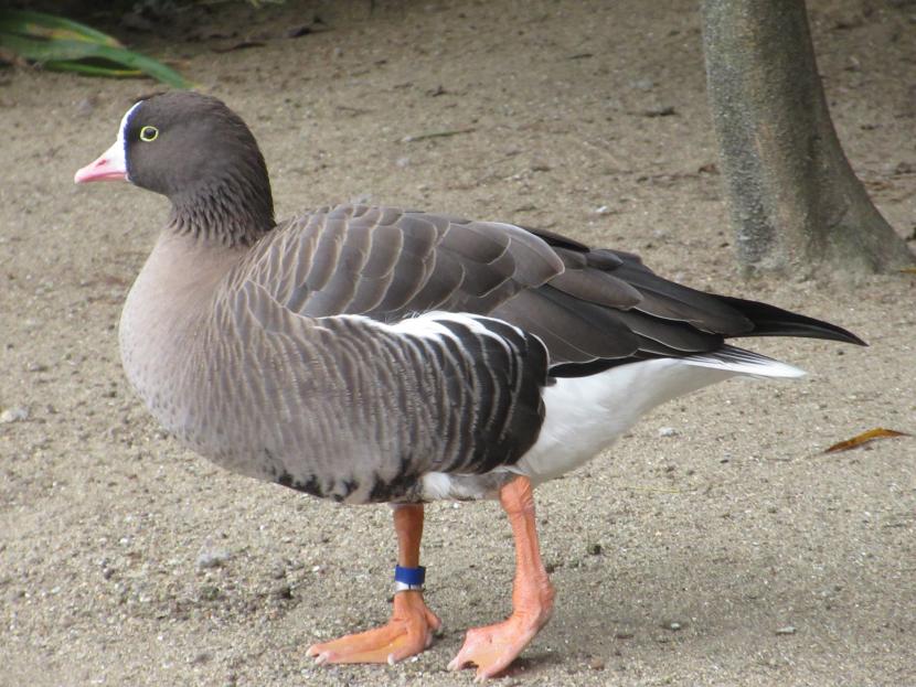 動物紹介カリガネ