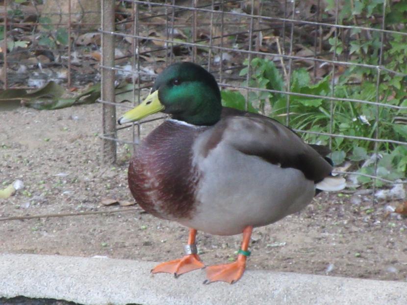 動物紹介マガモ