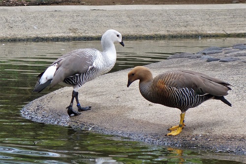 動物紹介　マゼランガン