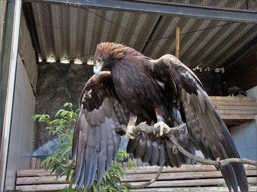 動物紹介　二ホンイヌワシ