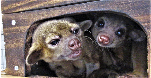 動物紹介　キンカジュー2