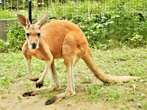 アカカンガルー