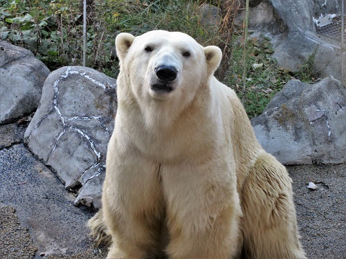 ホッキョクグマのオス（カイ）