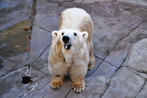 ホッキョクグマのメス（ポーラ）