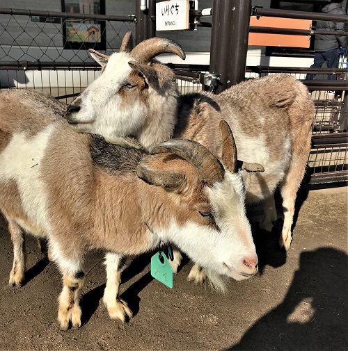 動物紹介　トカラヤギ