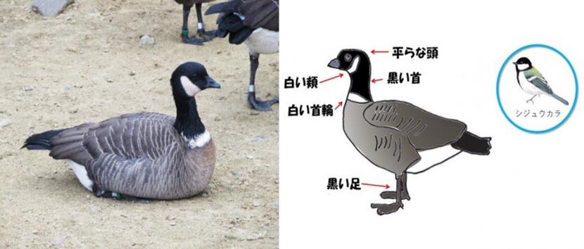 シジュウカラガンはどんな鳥